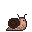 Snail